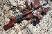 New Gun Listings
